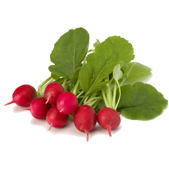 Ekologiczne rzodkiewki świeże bio